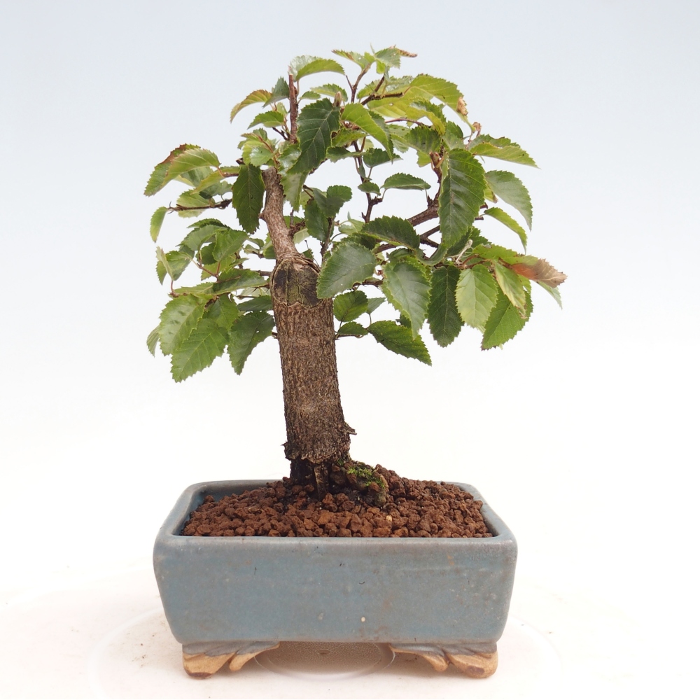Na zewnątrz bonsai-Karpiny KARPINOWE - Koreański Grab