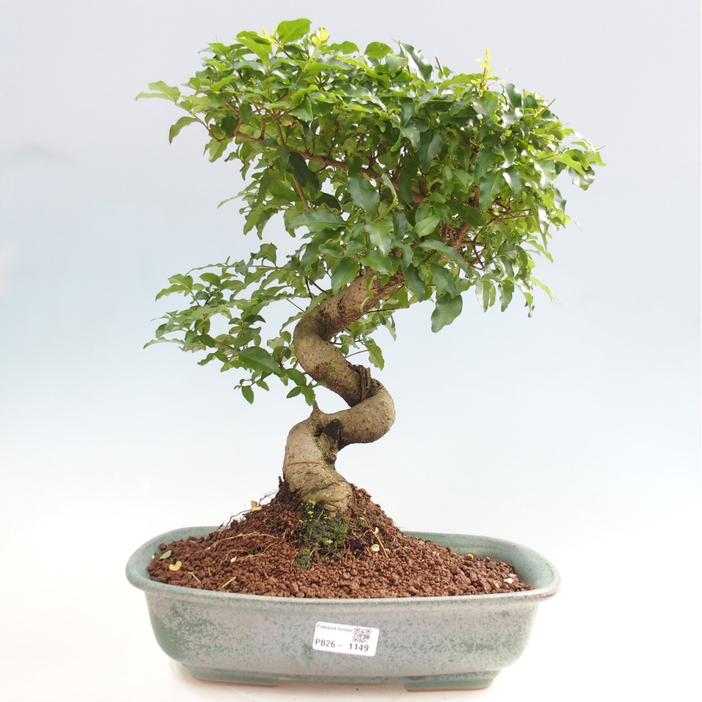 Pokój bonsai - Ligustrum chinensis - Dziób ptaka