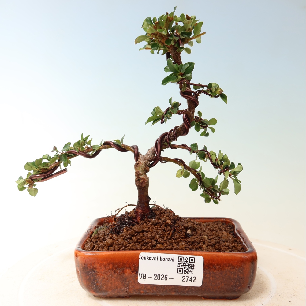 Outdoor bonsai - irga pozioma - Rocky Mountain
