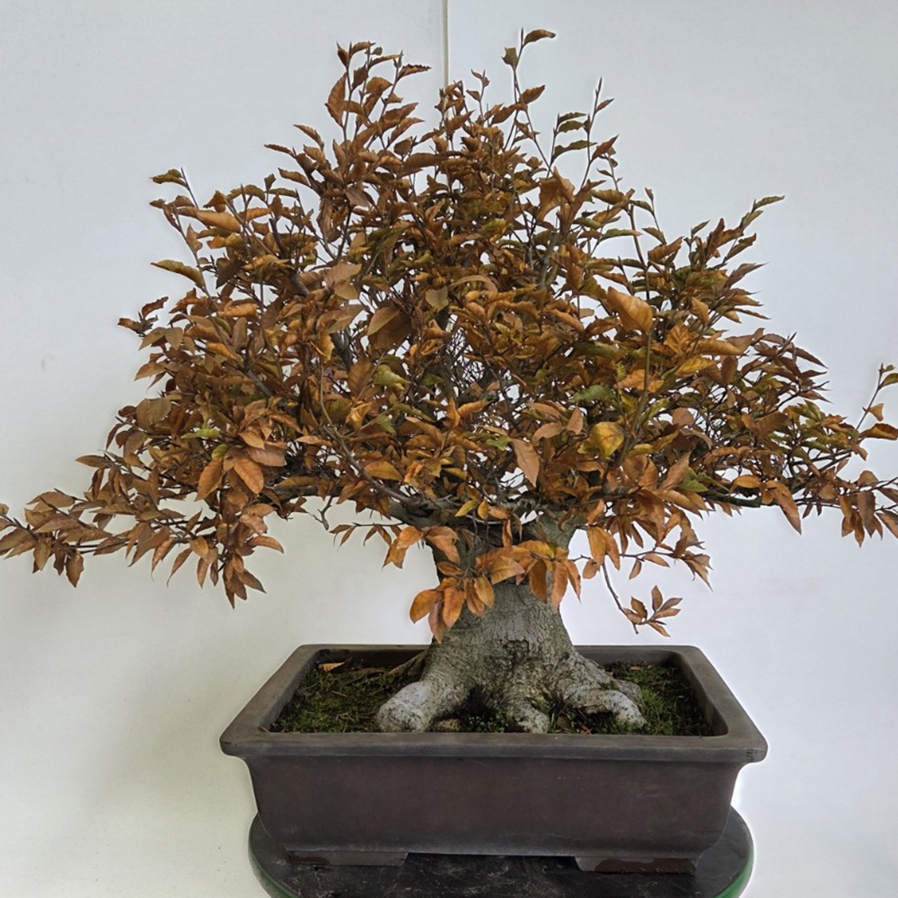 Outdoor bonsai -Fagus crenata
