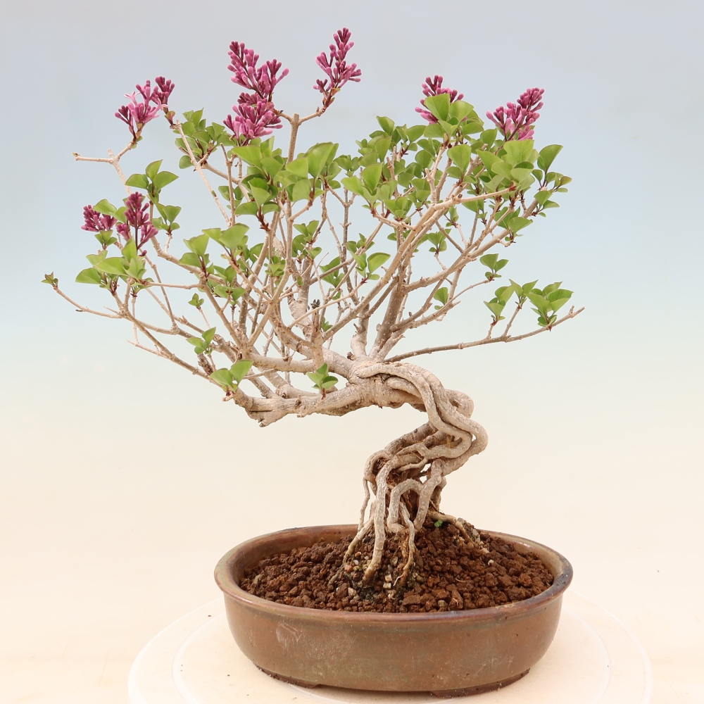 Outdoor bonsai - Syringa microphylla - liliowiec drobnokwiatowy
