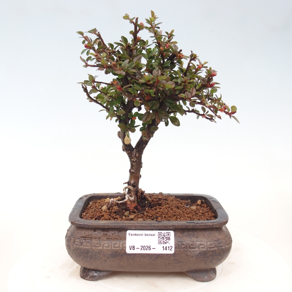 Outdoor bonsai - irga pozioma - Rocky Mountain