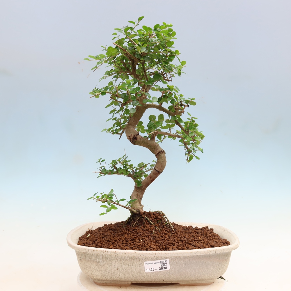 Pokój bonsai - Ligustrum retusa - dziób ptaka drobnolistnego