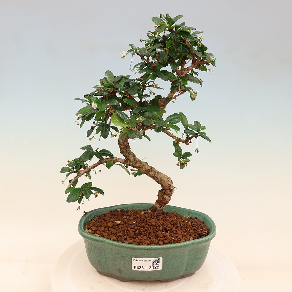 Bonsai pokojowe - Carmona macrophylla - Tea fuki