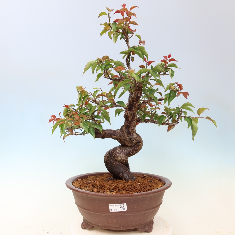 Bonsai ogrodowe – japońska śliwka – Prunus Mume
