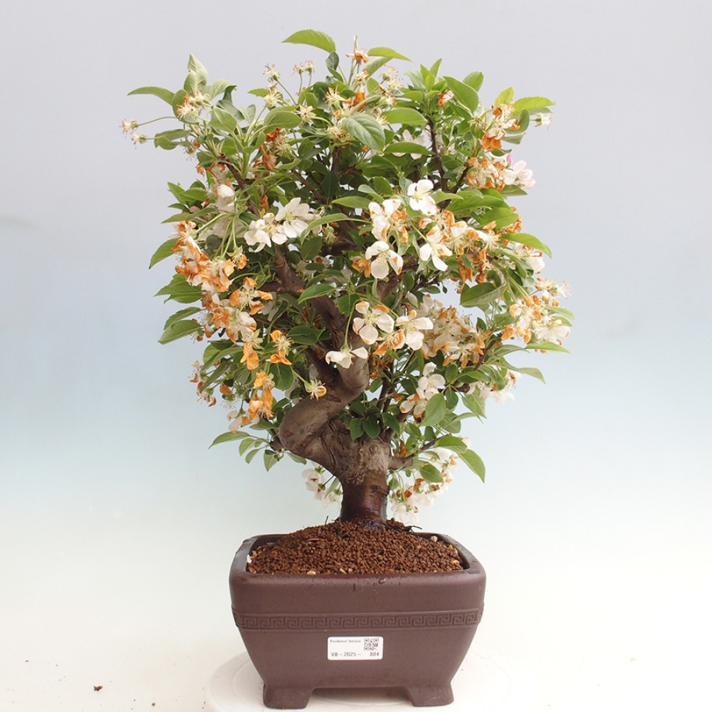 Bonsai plenerowe - Malus Halliana - Jabłoń drobnoowocowa