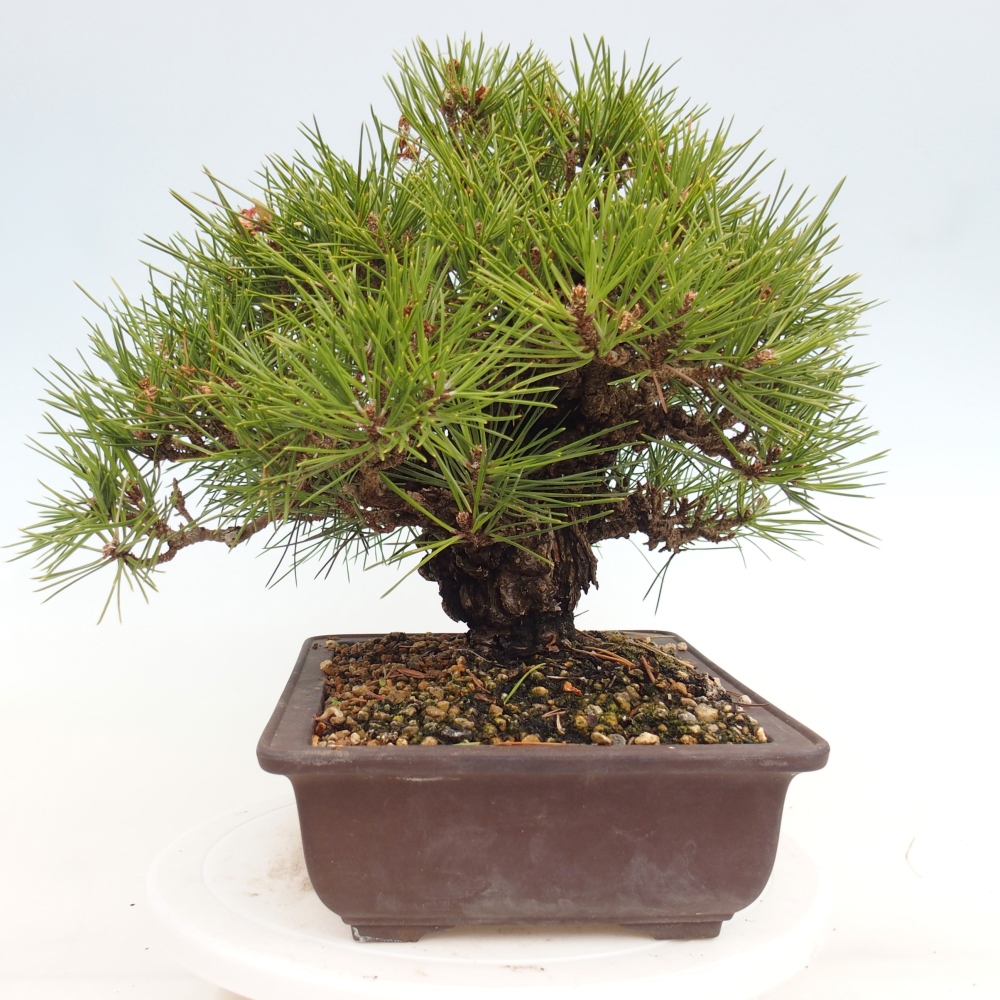 Outdoor bonsai - Pinus thunbergii - sosna Thunberga