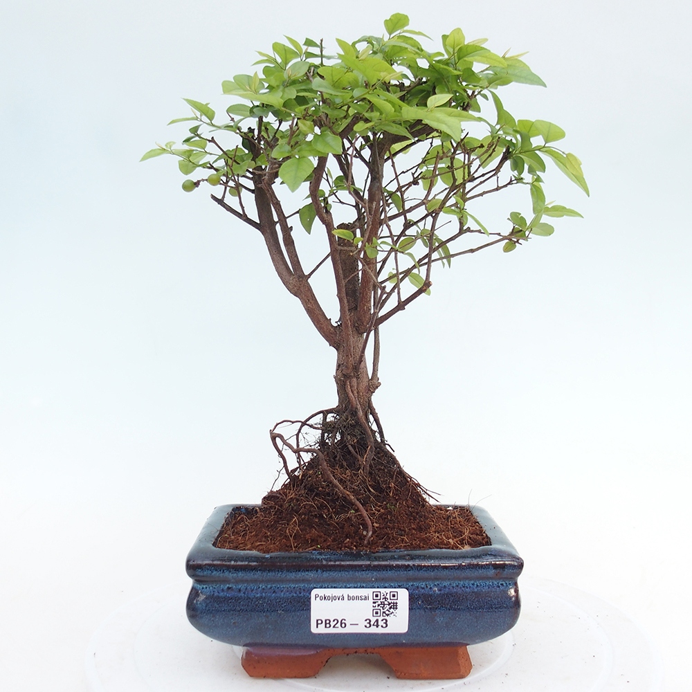 Bonsai pokojowe - Sageretia thea - Sageretia thea