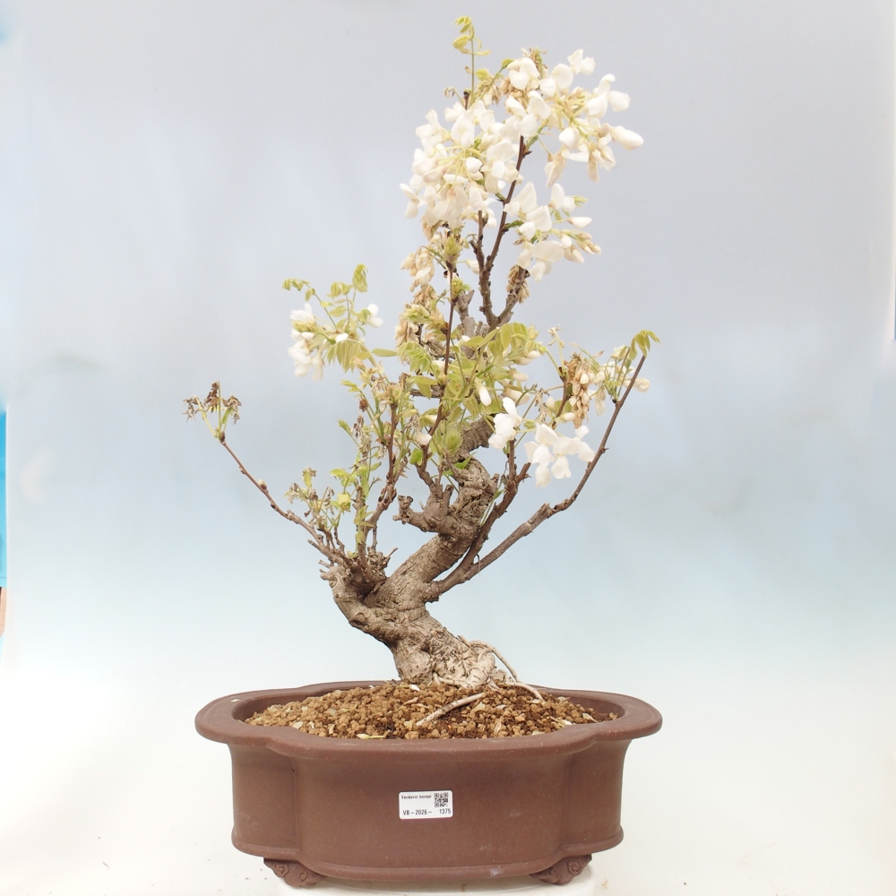 Bonsai zewnętrzne - Vistaria - Wisteria