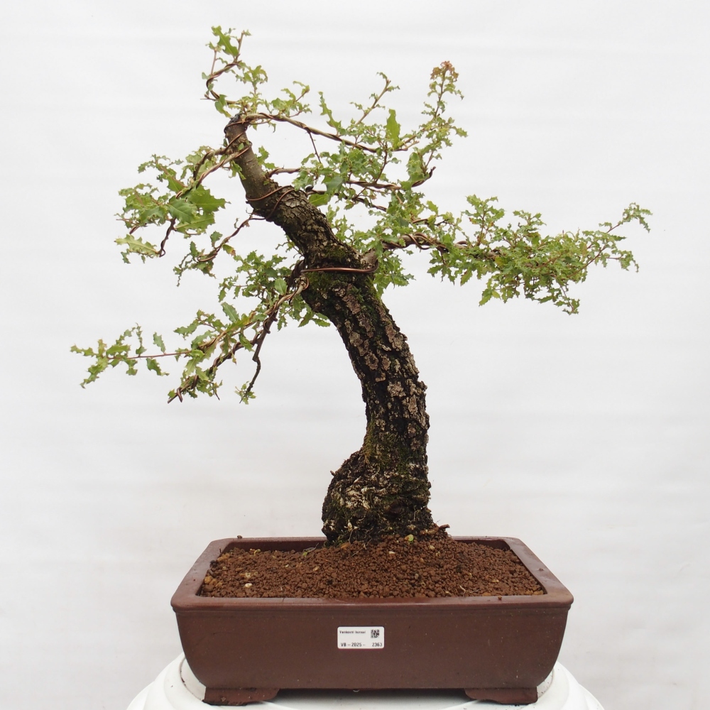 Yamadori - Quercus Ilex - Dąb ostrokrzewowy