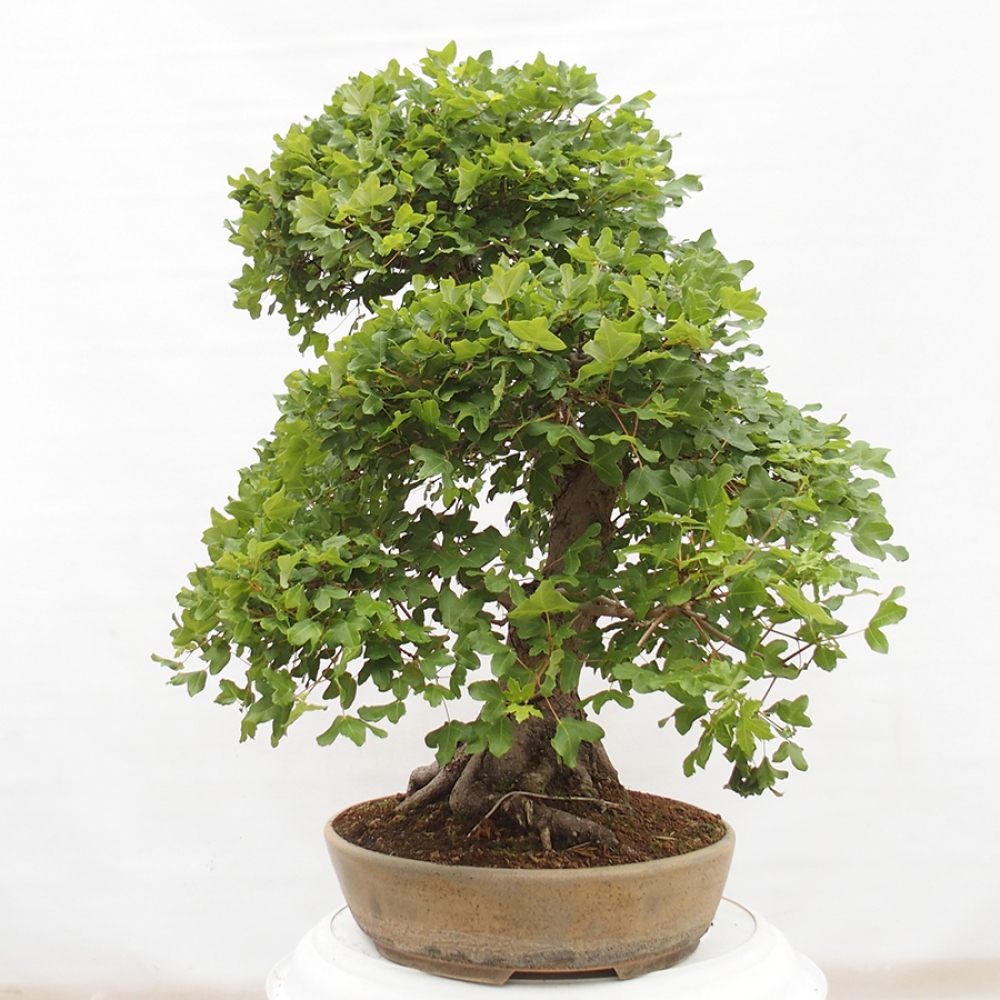 Bonsai zewnętrzne - Klon Francuski - Acer Nonspessulanum