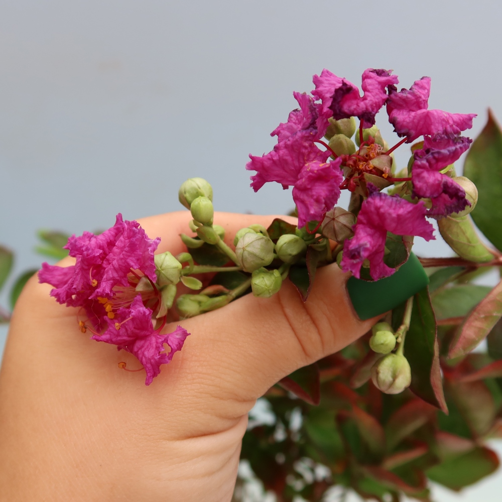 Bonsai pokojowe – Lagerstroemia indica – bz indyjski