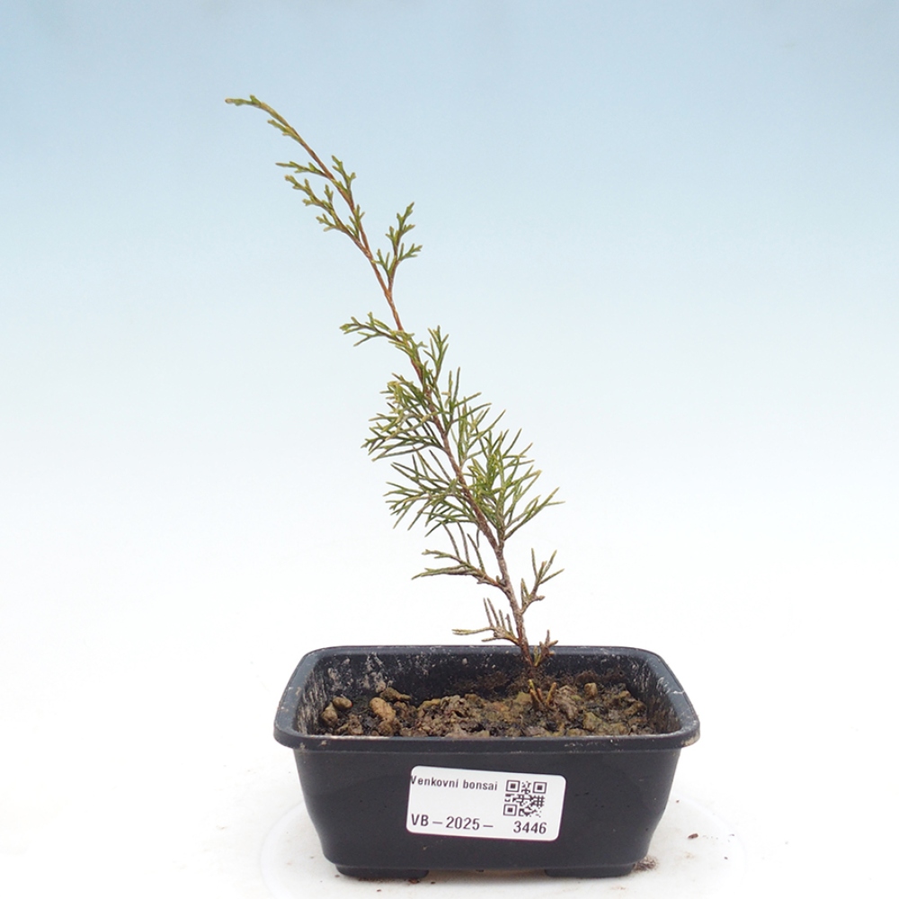 Outdoor bonsai - Juniperus chinensis Itoigawa - Jałowiec chiński