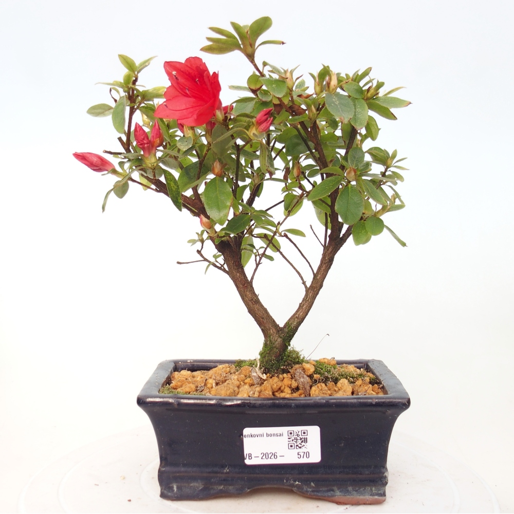 Outdoor bonsai - Azalia japońska - Azalea sp.