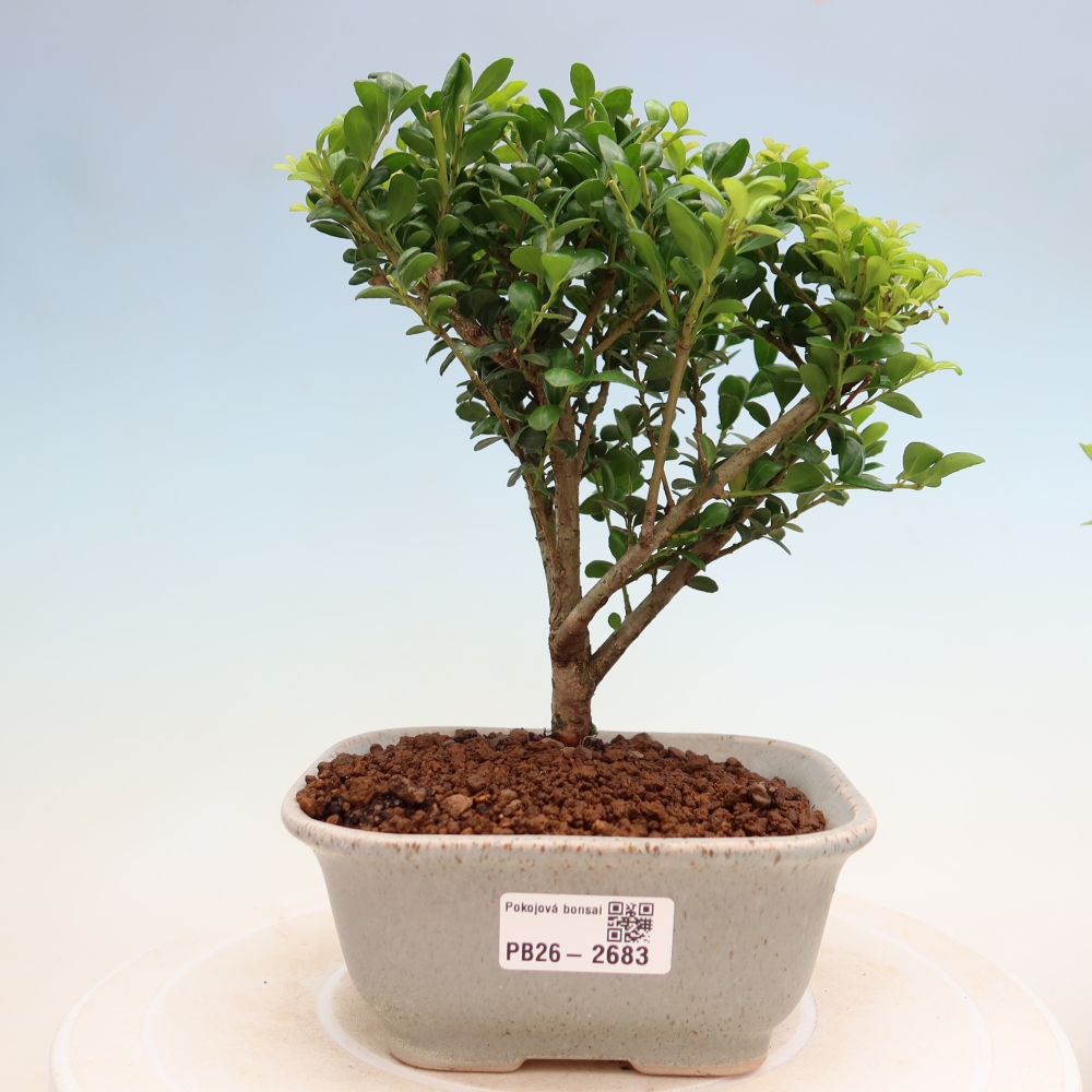 Pokój bonsai - Ilex crenata - Ostrokrzew
