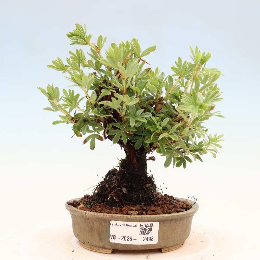 Bonsai zewnętrzne - Potentila fruticosa