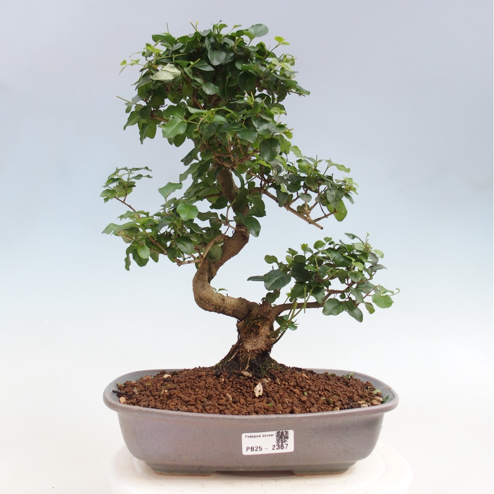Pokój bonsai -Ligustrum chinensis - Ptasie oko