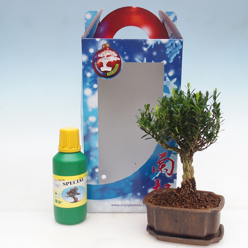 Bonsai pokojowe w pudełku upominkowym Buxus harlandii - buxus korkowy