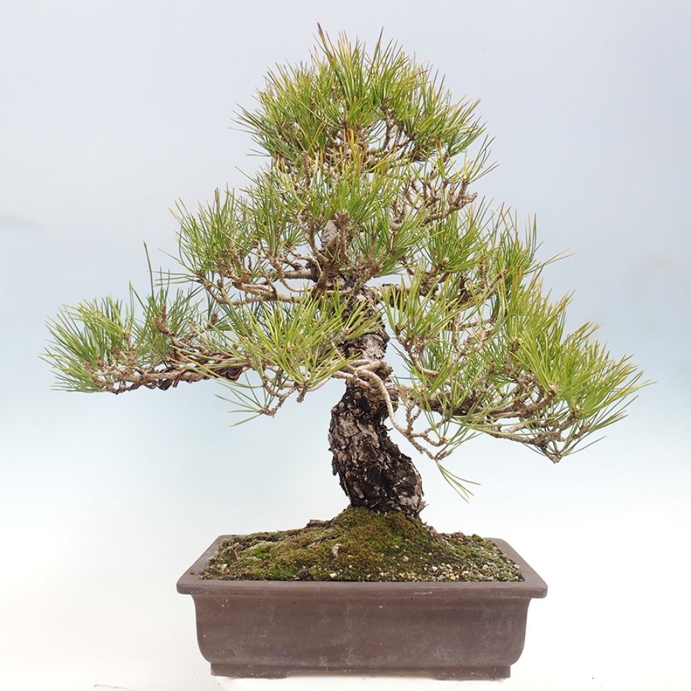 Outdoor bonsai - Pinus thunbergii - sosna Thunberga