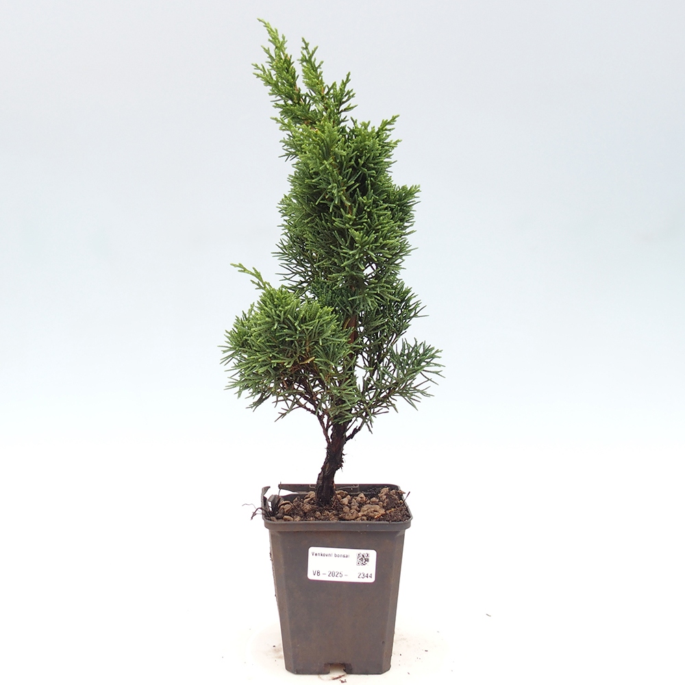 Outdoor bonsai - Juniperus chinensis Kishu - chiński jałowiec