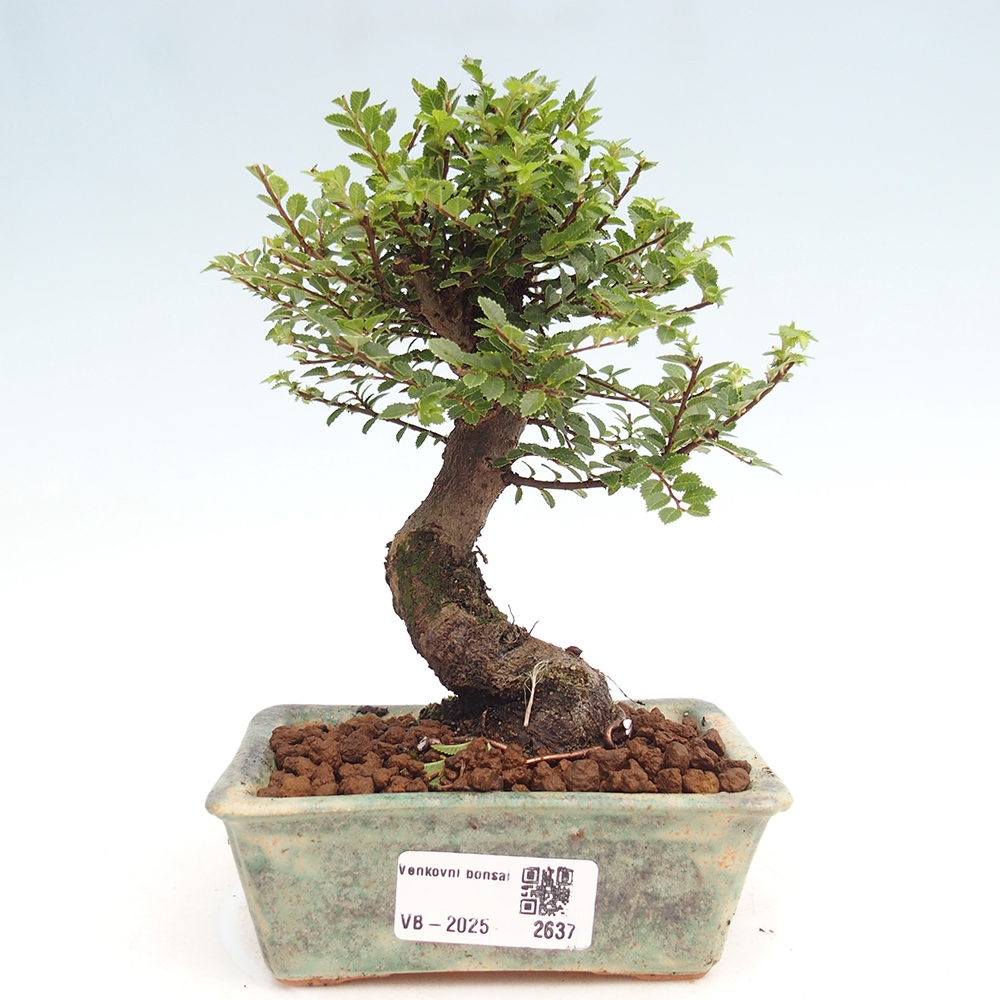 Bonsai zewnętrzne - Ulmus parvifolia Hokkaido - wiąz chiński