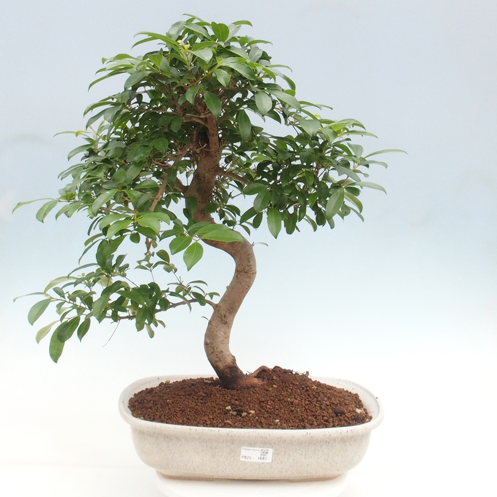Room Bonsai - Australian Cherry - Eugenia uniflora