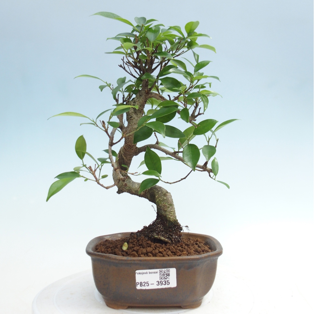 Pokój bonsai - Ficus retusa - figowiec drobnolistny