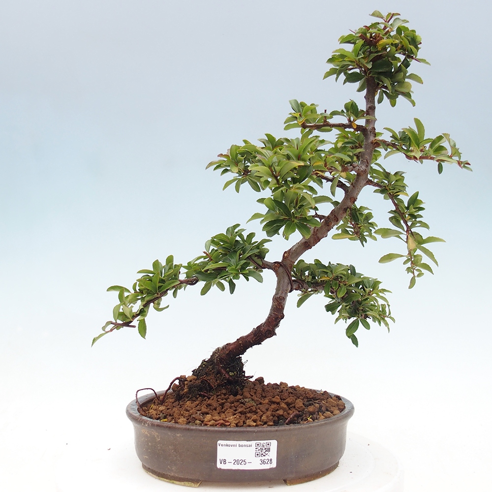 Outdoor Bonsai-Pyracanta Teton-Piekarnia