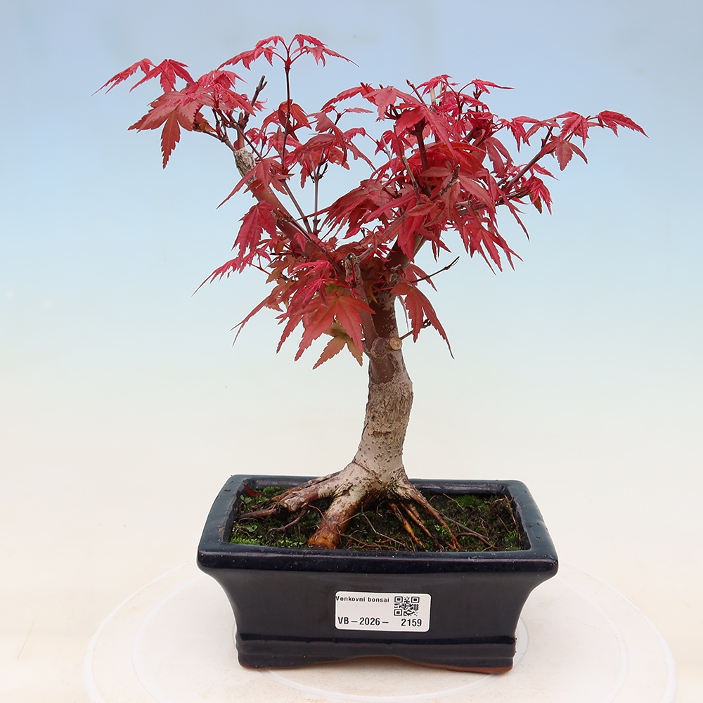 Outdoor bonsai - Acer palmatum DESHOJO
