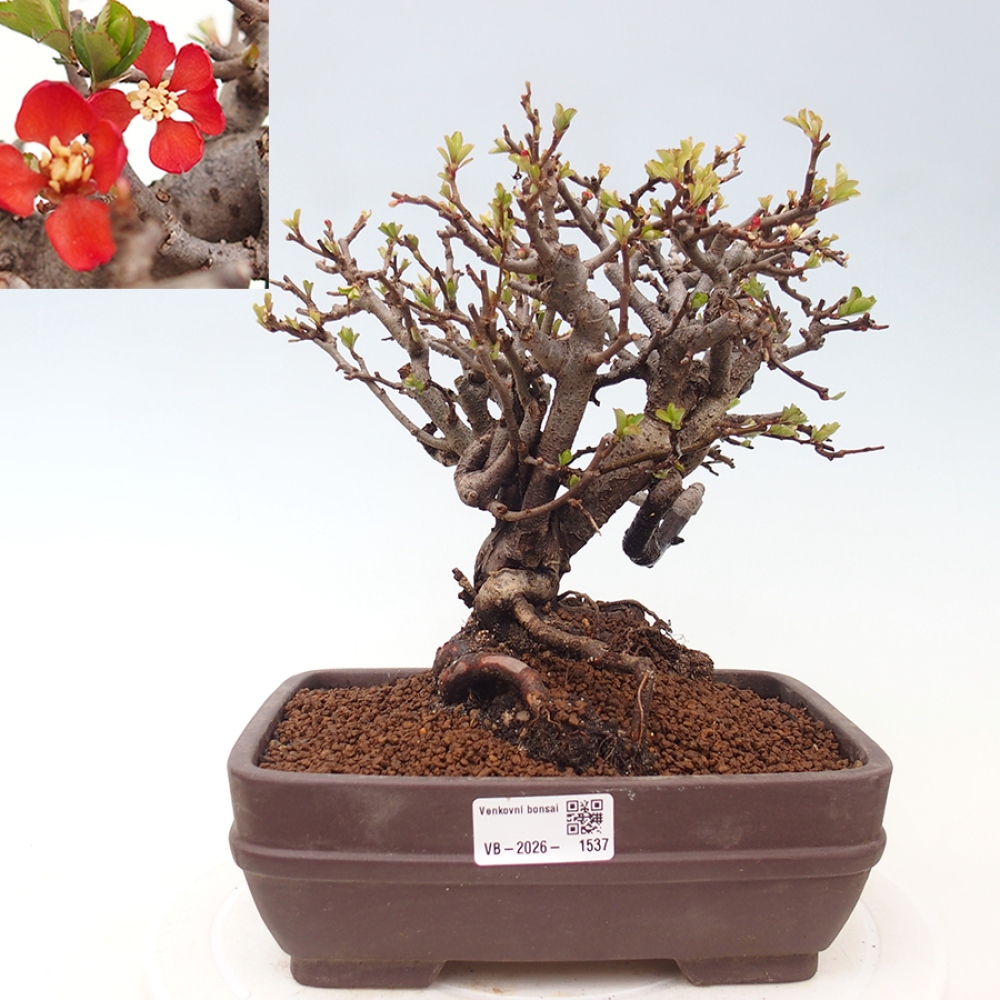 Bonsai zewnętrzne - Chaneomeles speciosa - Pigwa