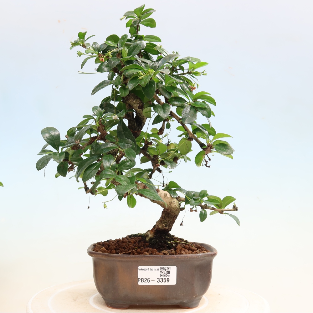 Bonsai pokojowe - Carmona macrophylla - Tea fuki