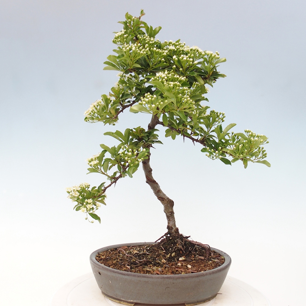 Outdoor Bonsai-Pyracanta Teton-Piekarnia