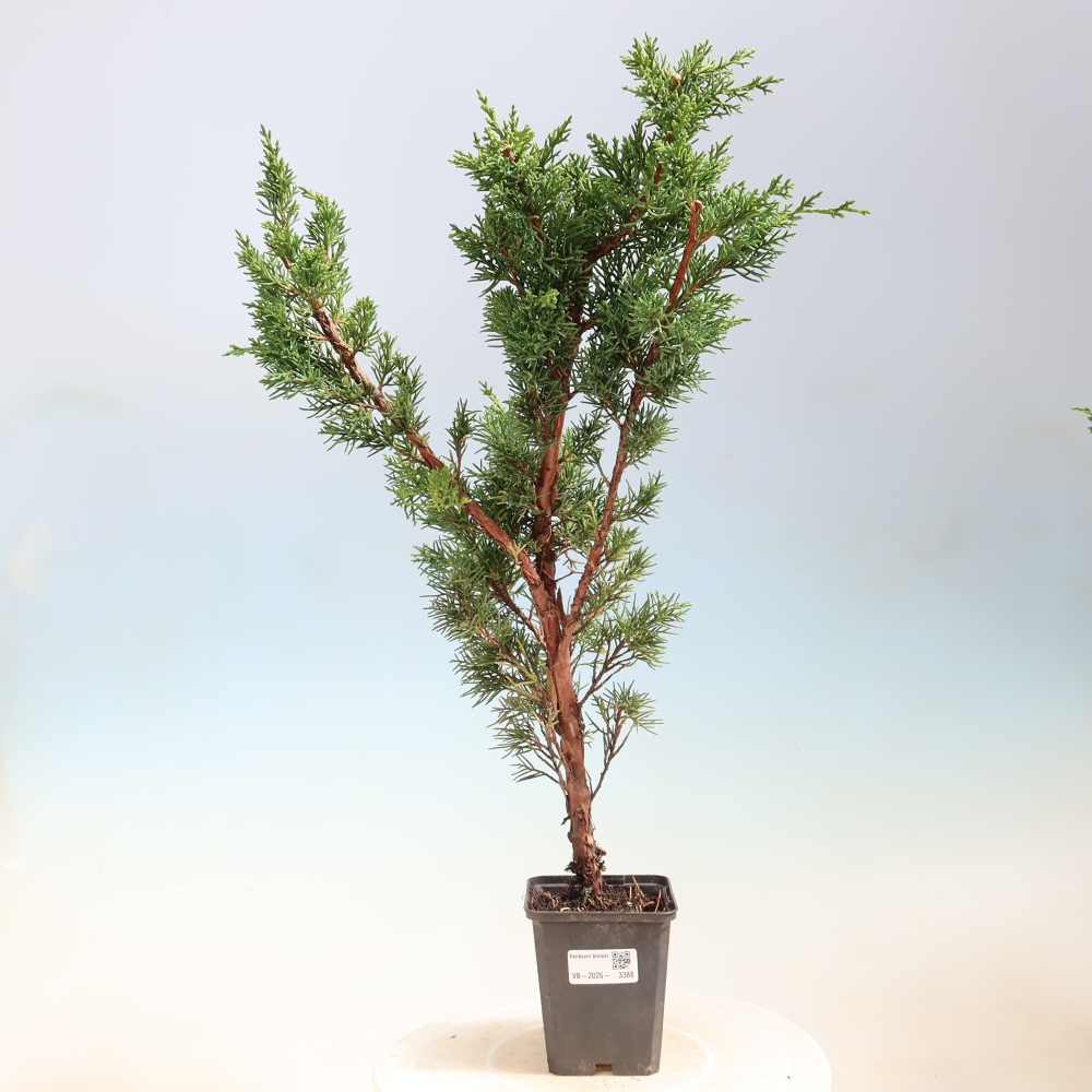 Outdoor bonsai - Juniperus chinensis Kishu
