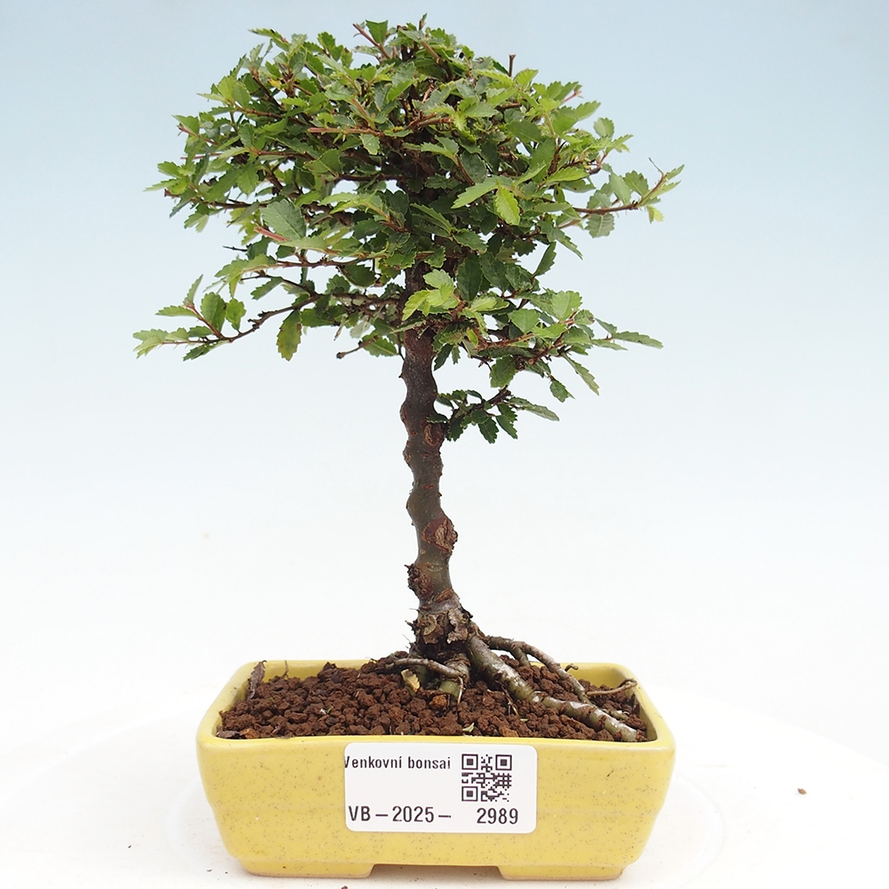 Bonsai zewnętrzne - Ulmus parvifolia Sagei - Wiąz drobnolistny