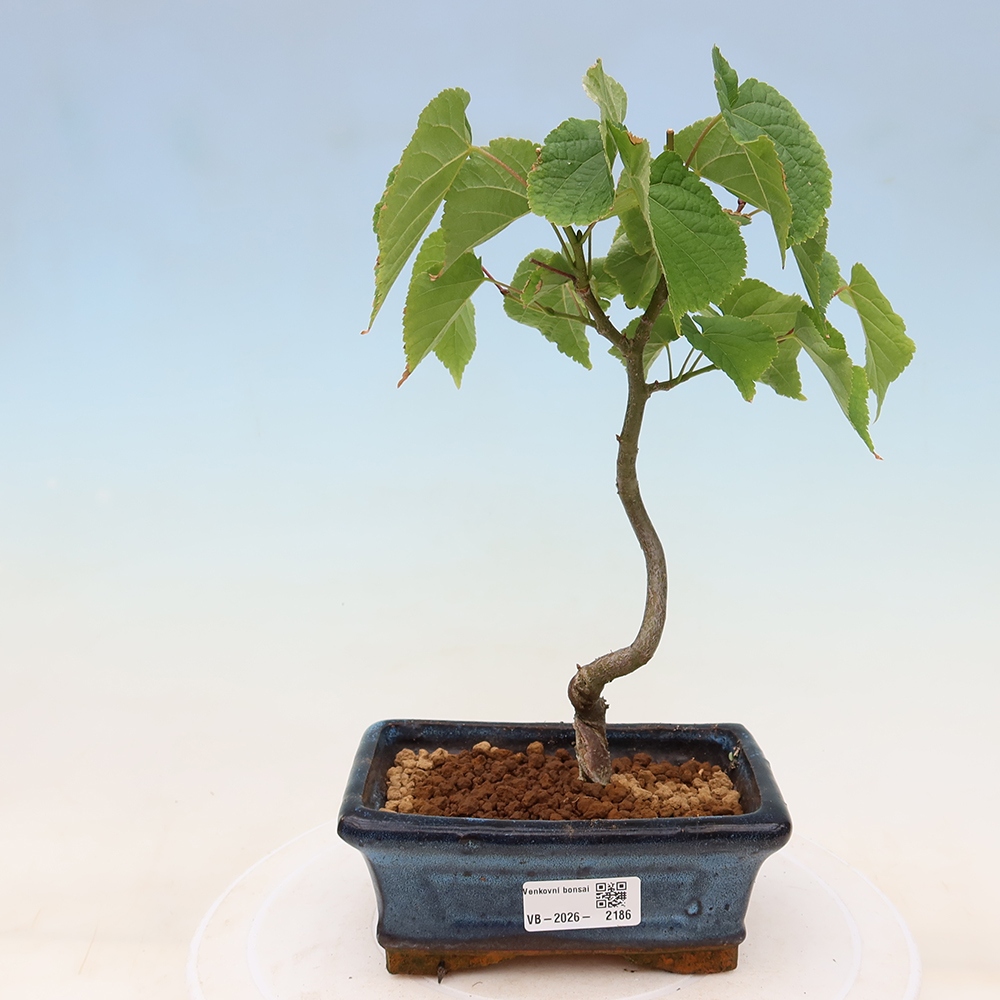 Bonsai ogrodowe – Lipa sercowata – Tilia cordata