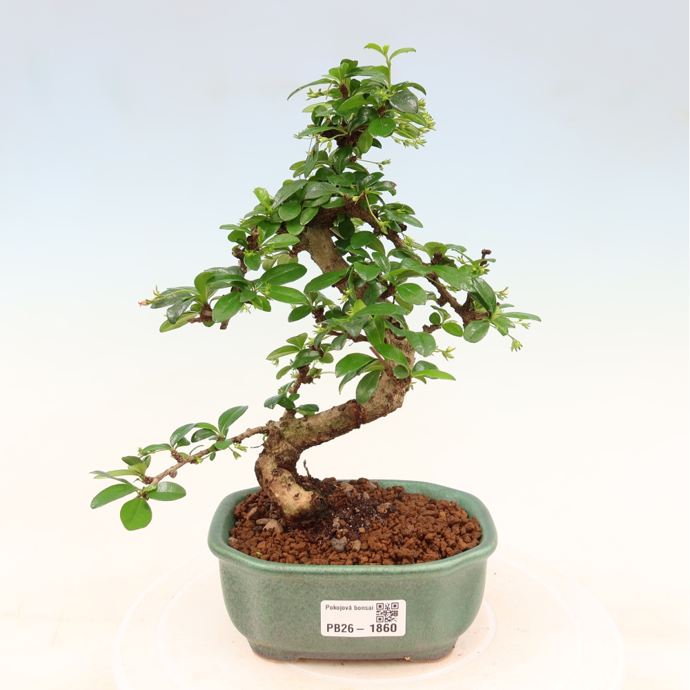 Bonsai pokojowe - Carmona macrophylla - Tea fuki