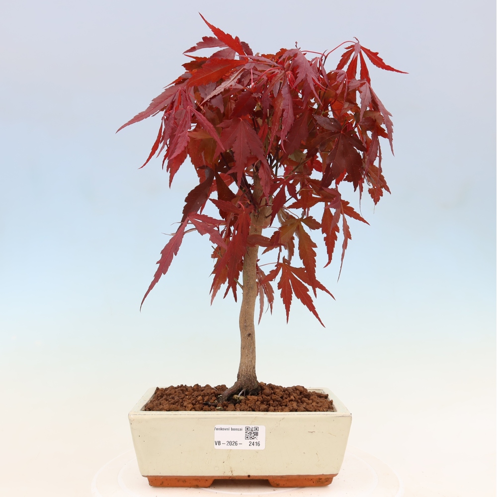 Bonsai na zewnątrz - Palma Acer. Atropurpureum-Javor palmate