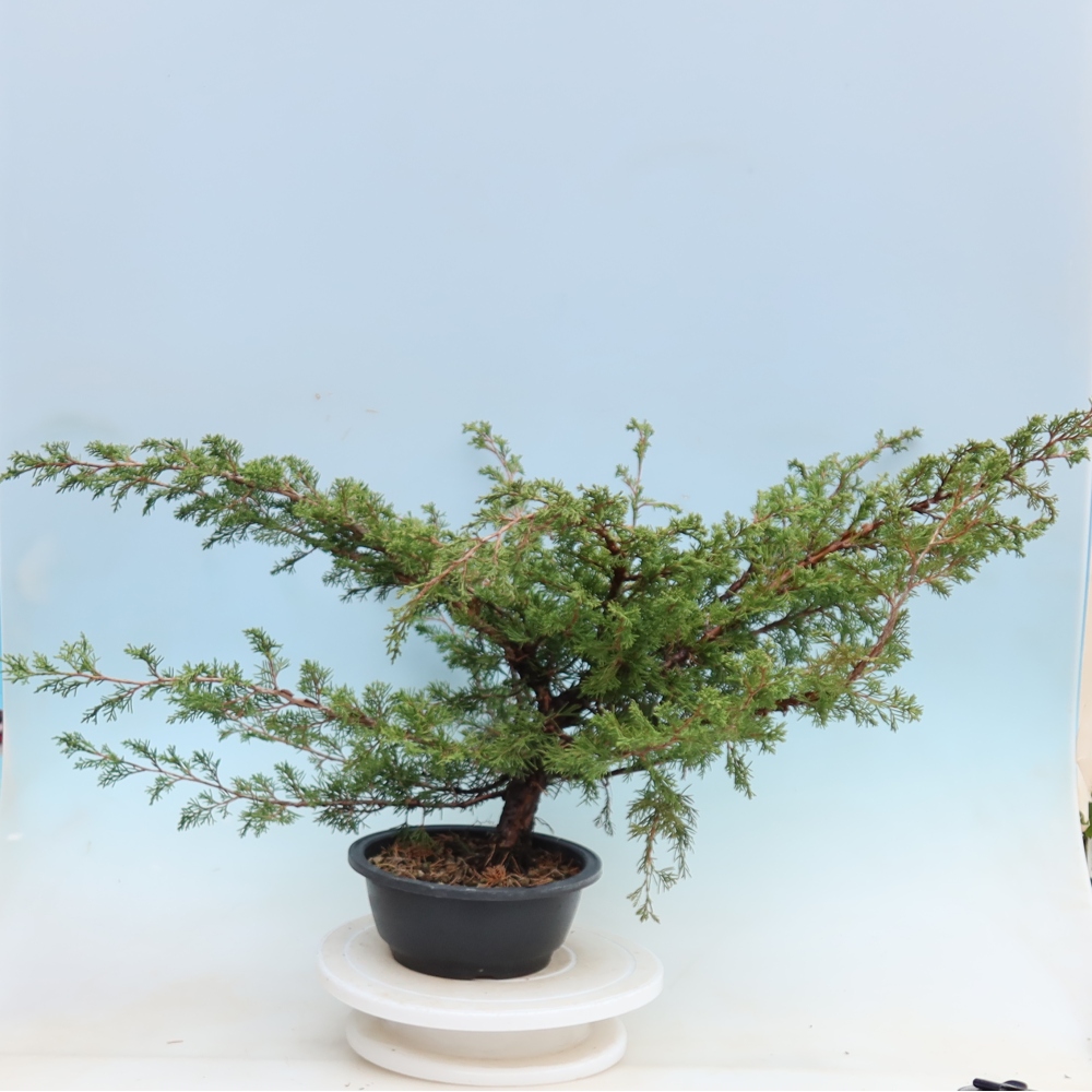 Bonsai ogrodowe – Juniperus chinensis Itoigawa – jałowiec chiński