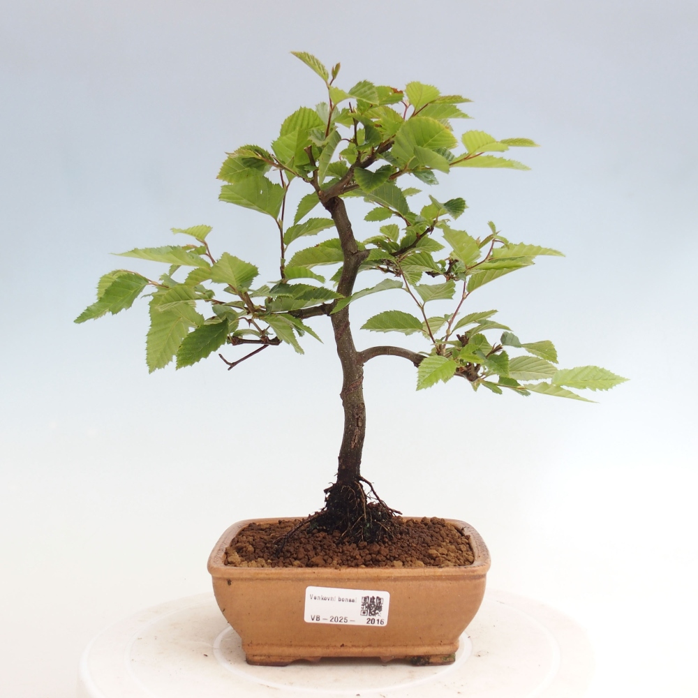 Bonsai zewnętrzne - Grab - Carpinus betulus