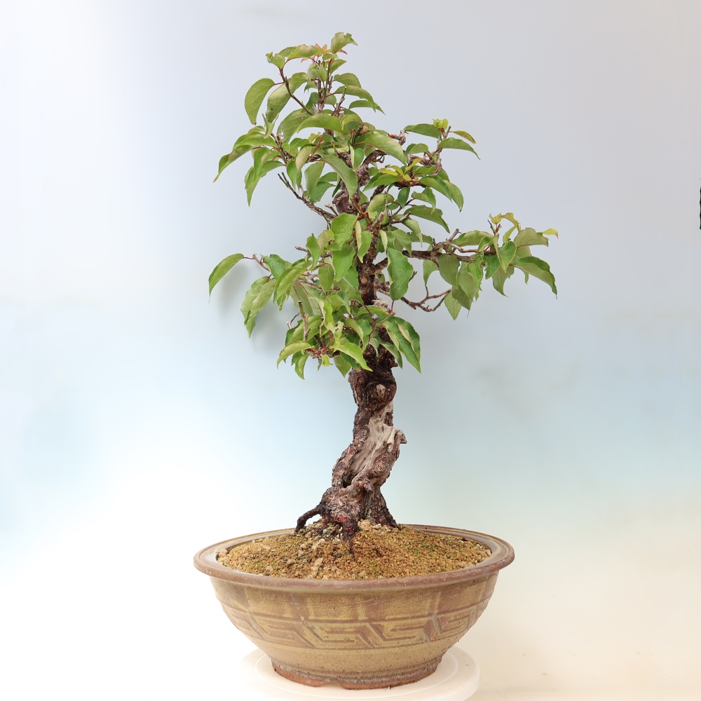 Bonsai ogrodowe – japońska śliwka – Prunus Mume