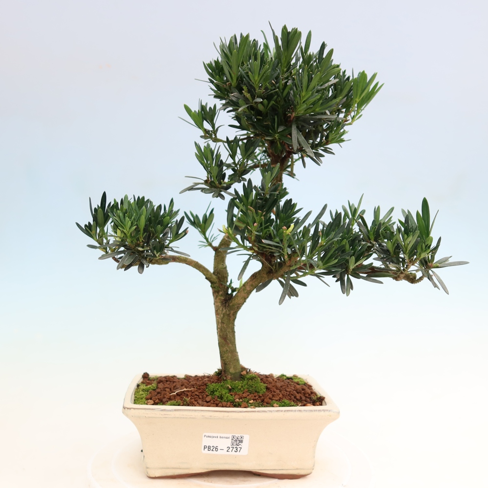 Pokój bonsai - Podocarpus - Kamienny cis