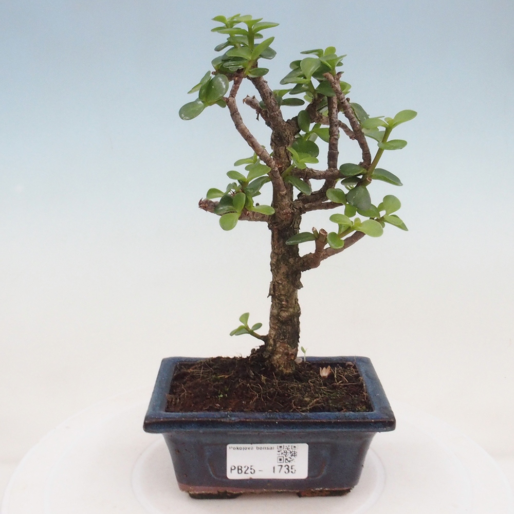 Kryte bonsai - Portulakaria Afra - Tlustice