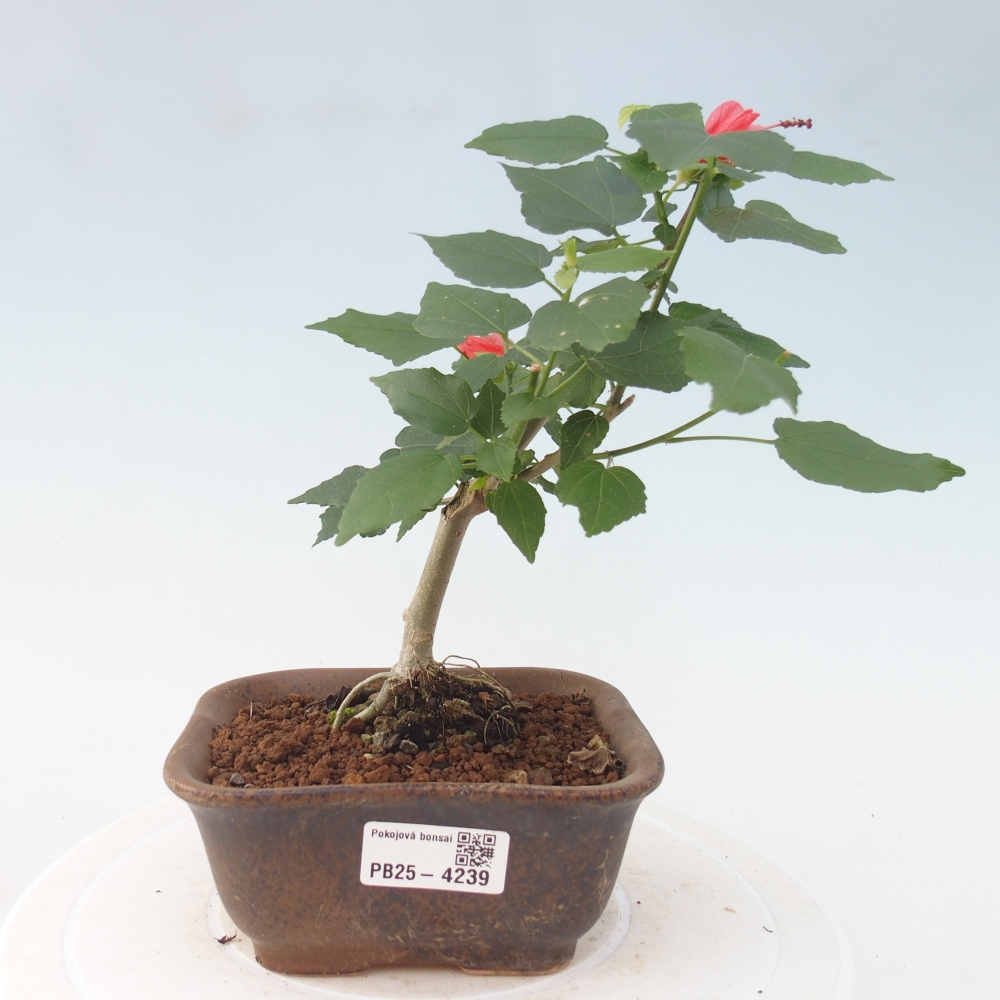 Bonsai domowe - Malvaviscus arboreus