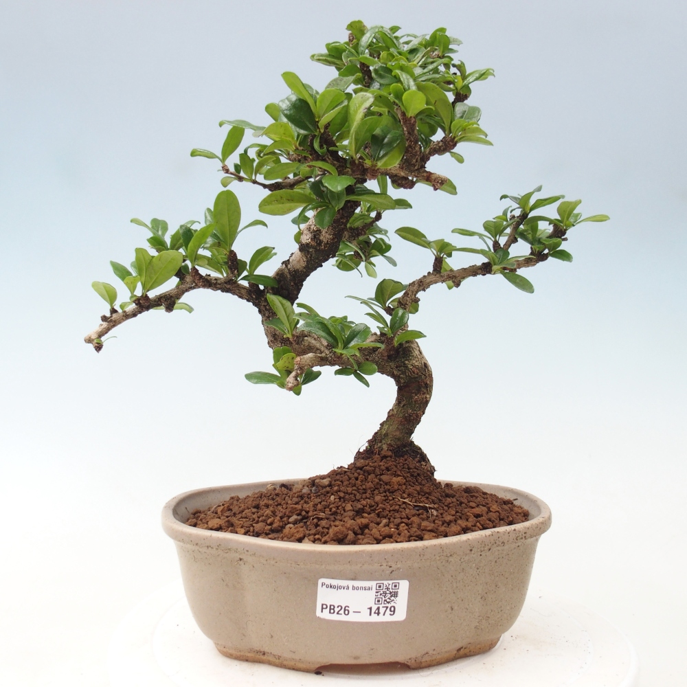 Bonsai pokojowe - Carmona macrophylla - Tea fuki