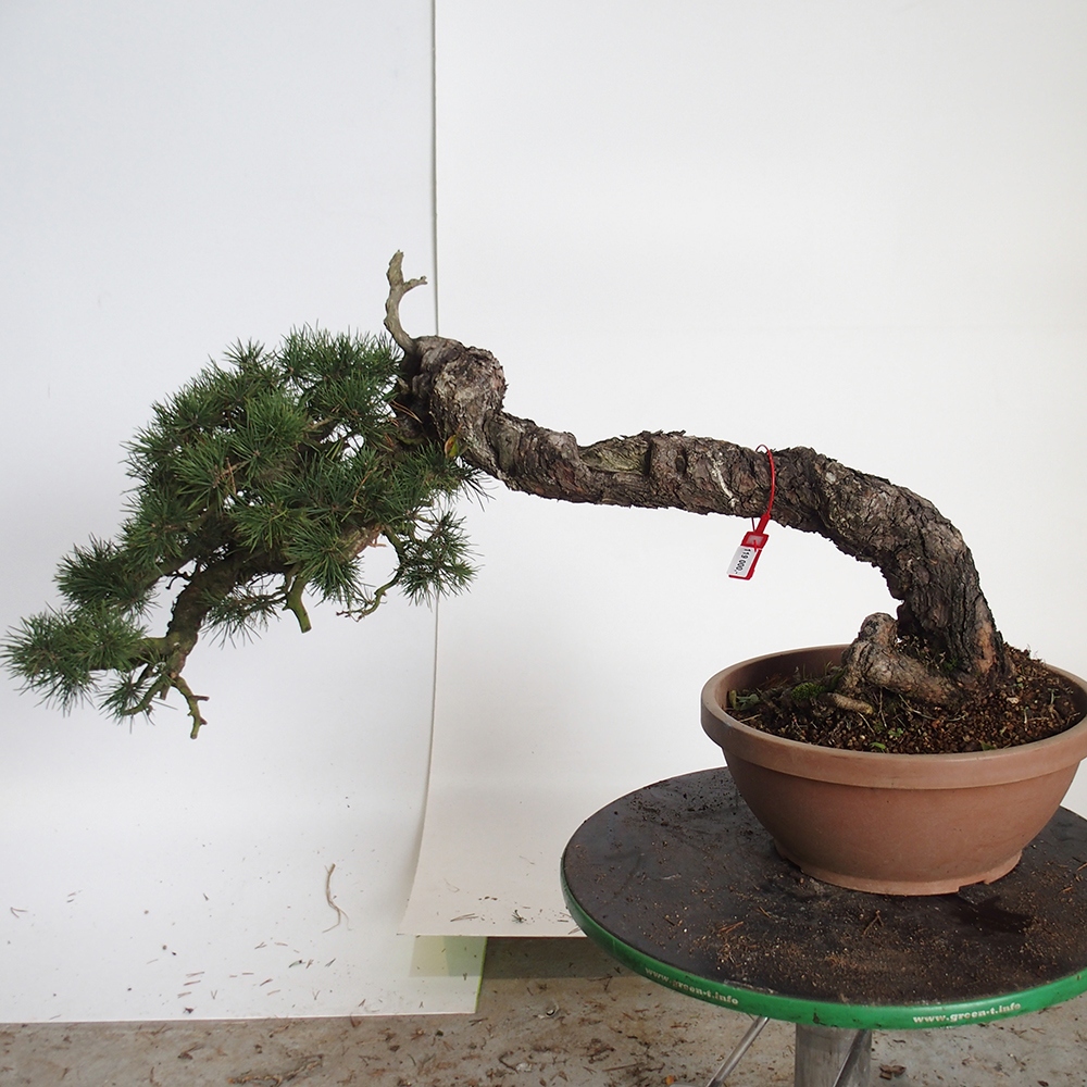 Yamadori - Pinus sylvestris Hiszpania