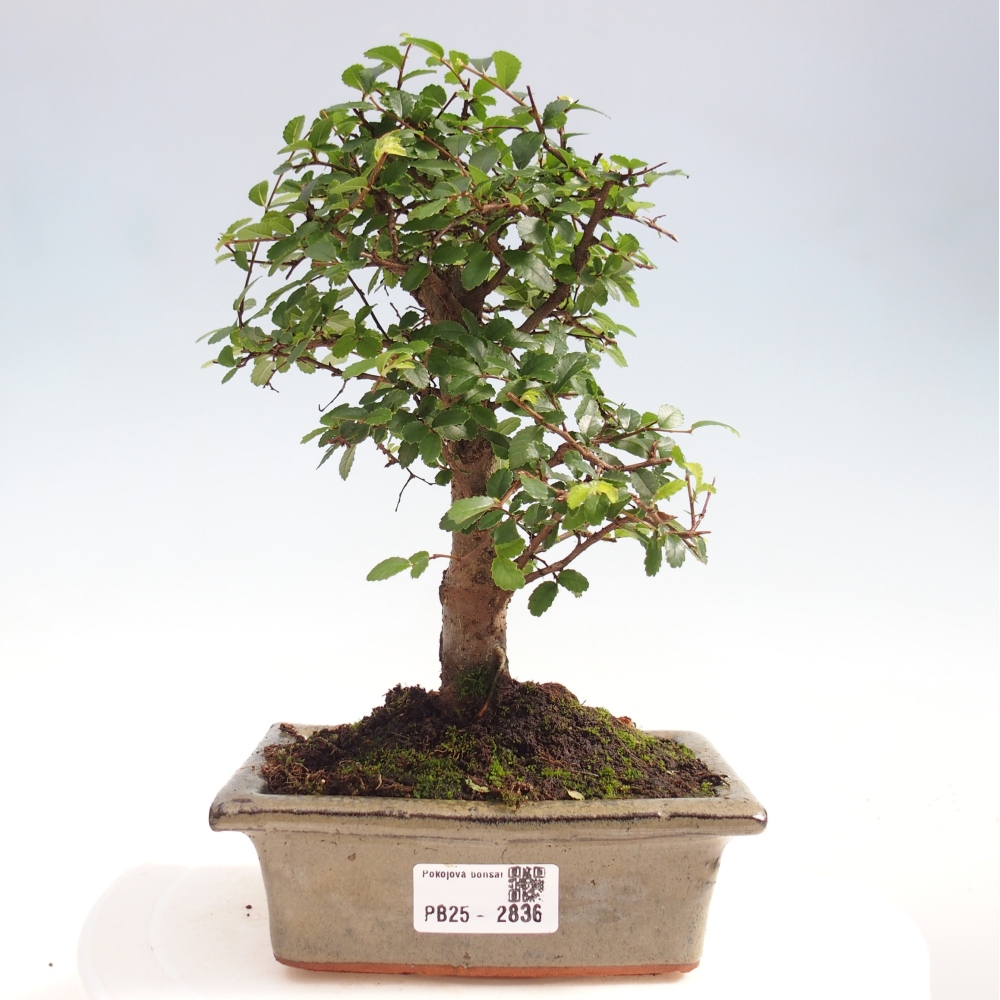 Kryty bonsai - Ulmus parvifolia - Wiąz drobnolistny