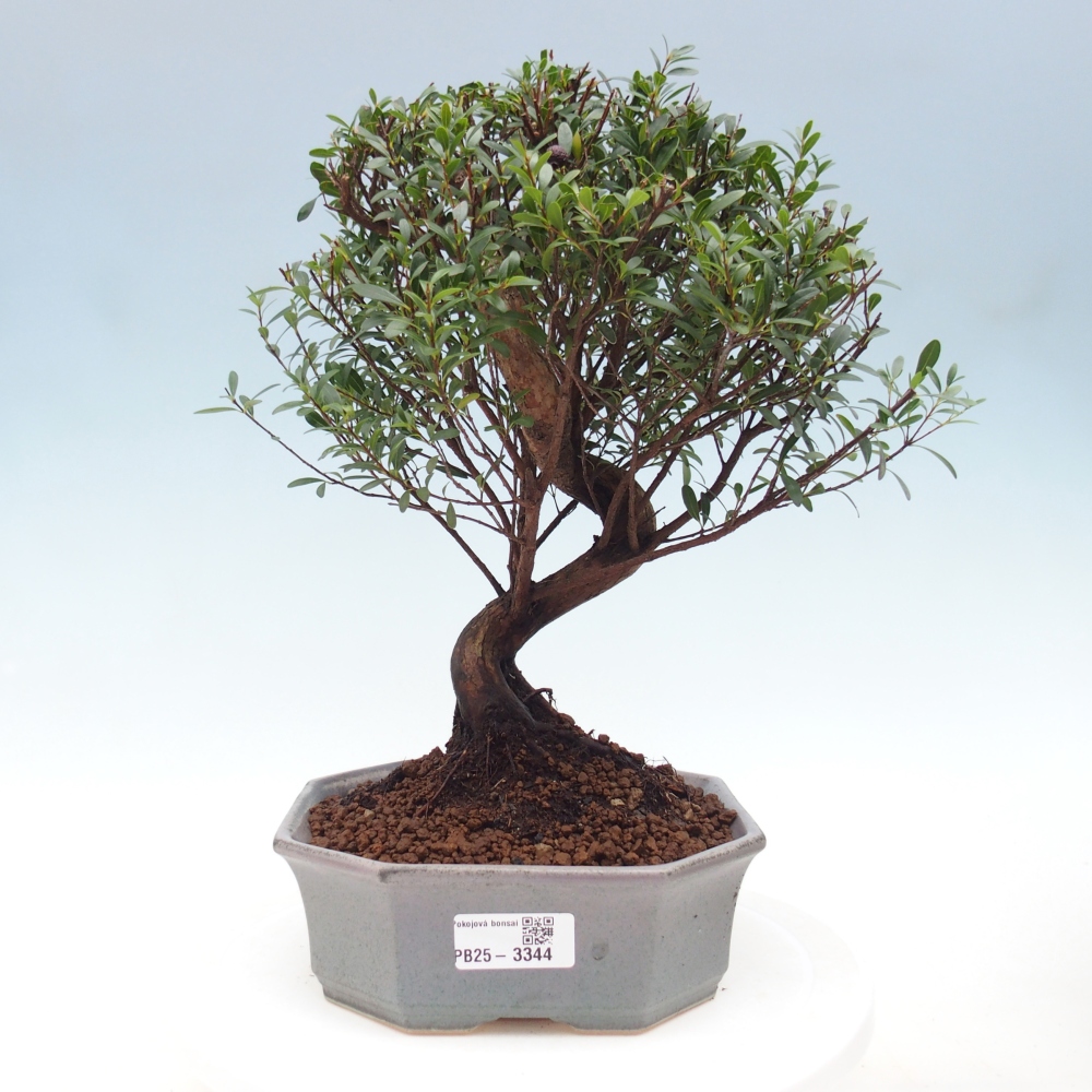 Pokój bonsai - Syzygium - Pimento