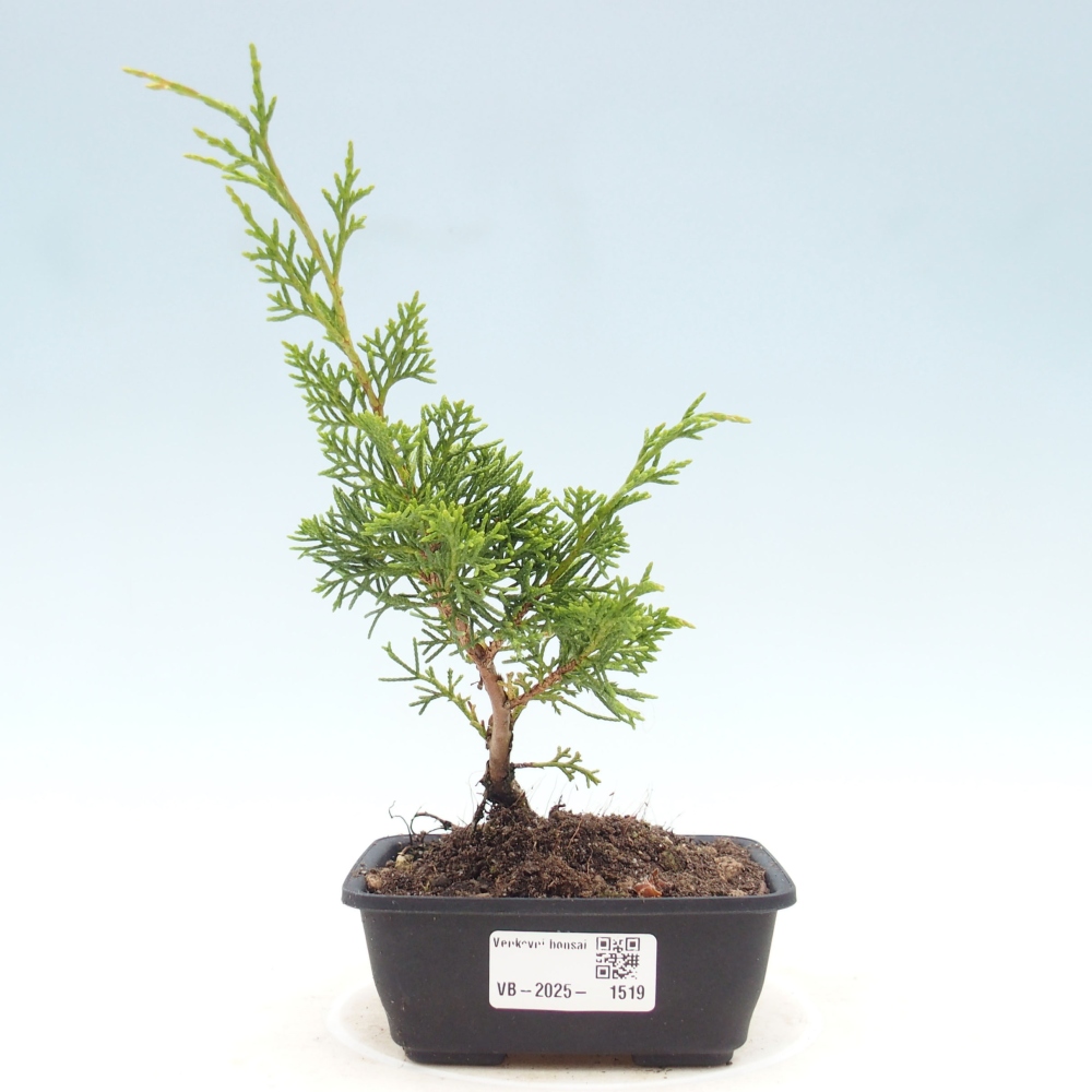 Outdoor bonsai - Juniperus chinensis Itoigawa - Jałowiec chiński