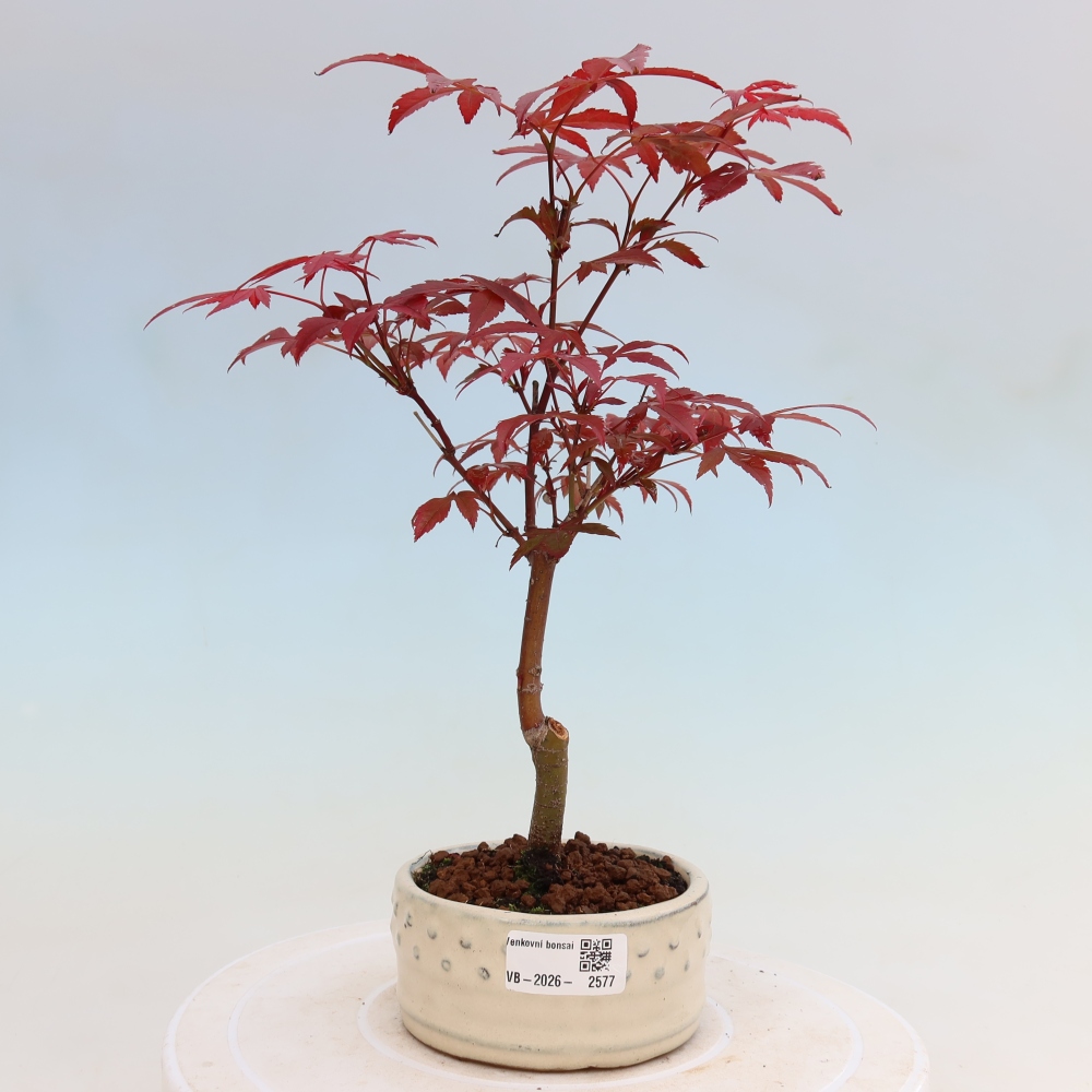 Bonsai na zewnątrz - Palma Acer. Atropurpureum-Javor palmate