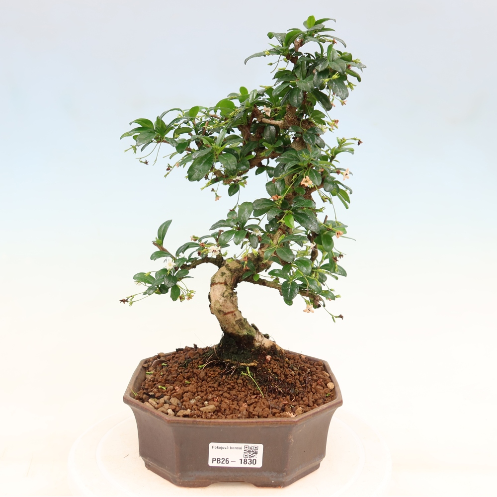 Bonsai pokojowe - Carmona macrophylla - Tea fuki